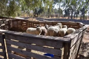 Campo Productivo Escuela de Fruticultura y Enolog&iacute;a