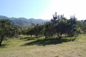 Centro de Investigaci&oacute;n de Monitoreo de la Salud de las Abejas