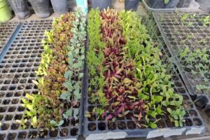 Colegio Agrot&eacute;cnico Juan XXIII