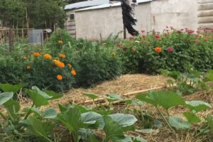 E.E.S. N° 6 EL RELINCHO