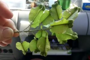 El Monte de Jorge Reartes