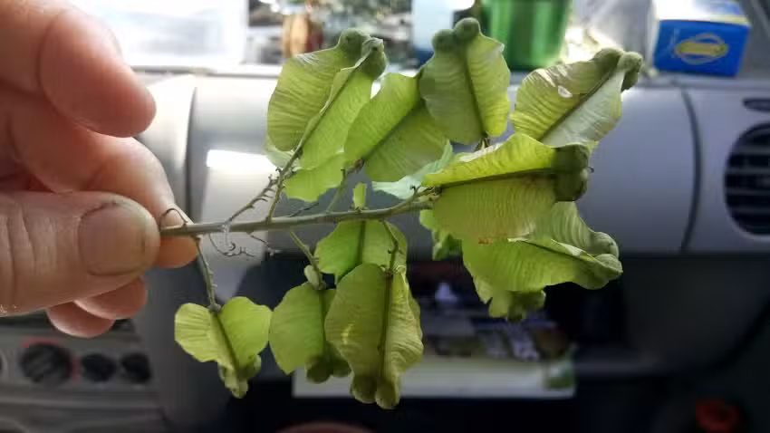 El Monte de Jorge Reartes