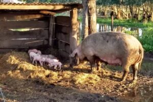 Escuela Agraria N&deg;1 &ndash; Las Flores