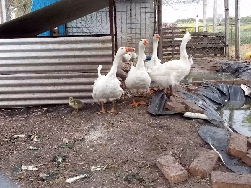 Escuela Agrotecnica La Carola