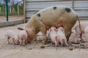 Escuela Agroténica Manuel Belgrano