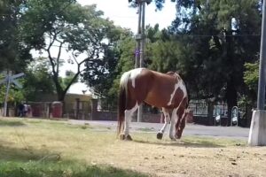 Escuela Especial No. 2083