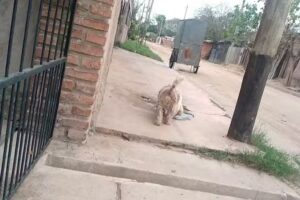 Escuela Marino Antonio de Echazu No 4176