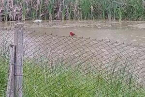 Escuela n° 2 “Nstra. Sra. de las Mercedes”