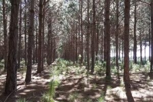 Escuela N&ordm; 241 -Padre Juli&aacute;n Zini