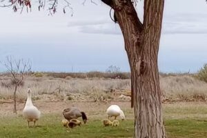 Escuela Primaria 269