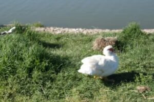 Escuela Primaria L&aacute;zaro Soria N&deg;134 de los Aragones Dto Rio Hondo Santiago del Estero