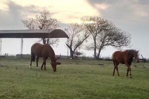 Escuela Primaria N&deg; 172 &ldquo;Catamarca&rdquo;