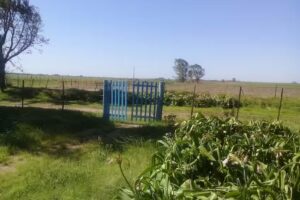 Escuela Rosario Vera Pe&ntilde;aloza