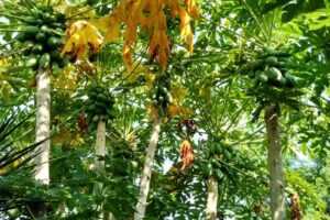 Escuela Secundaria Rural N&ordm; 190 Paraje La Libertad Formosa