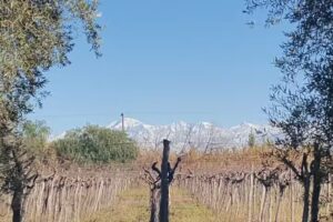 Finca Escuela OLEOVID