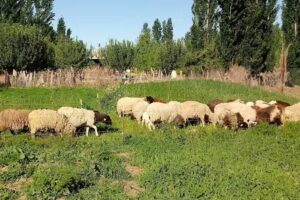 Granja Agroecol&oacute;gica &ldquo;LA ESPERADA&rdquo;