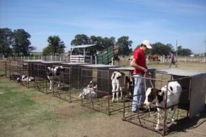 IBAT San Jose &ndash; Quinta Hno. Bovies