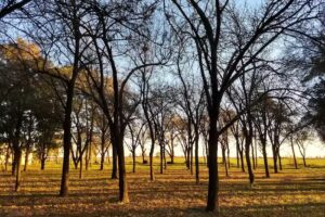 IPEA N&deg; 222 &ndash; &ldquo;Agr&oacute;nomo Am&eacute;rico Almes Milani&rdquo;