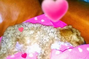 Jard&iacute;n De Infantes N&ordm;909