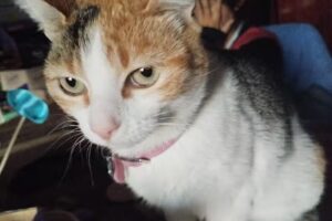 Jardin San Patricio del Cha&ntilde;ar