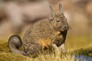 Madre Del Buen Consejo (Anexo)