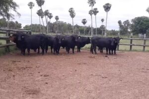 Paraje &ldquo;El Naranjito&rdquo;, Colonia Tacuar&iacute;