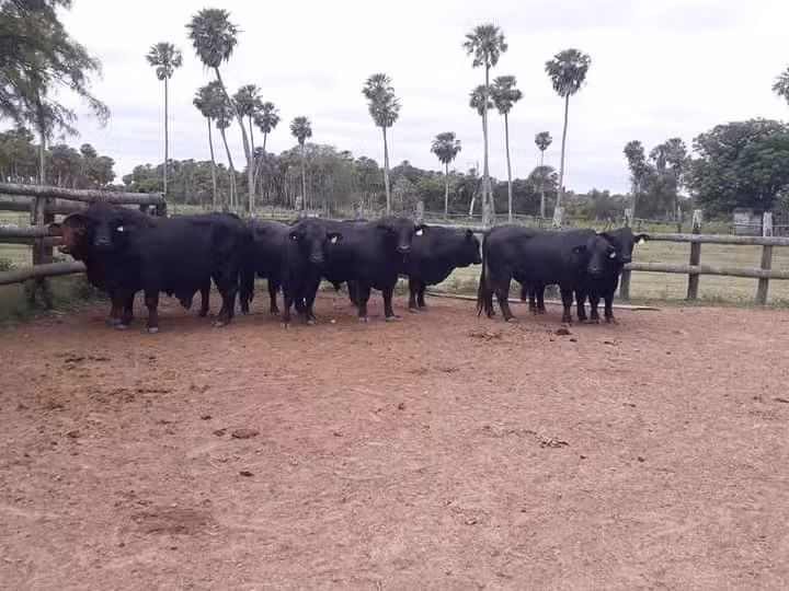 Paraje &ldquo;El Naranjito&rdquo;, Colonia Tacuar&iacute;