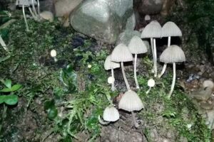 Santa Elena 2796 Barrio Santa Lucia