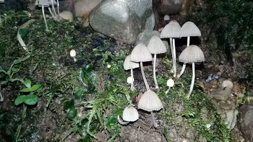 Santa Elena 2796 Barrio Santa Lucia